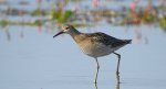 Batalion, bojownik batalion, bojownik zmienny, biegus bojownik, bojownik odmienny (Calidris pugnax)