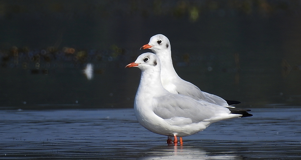 Mewa śmieszka, śmieszka (Chroicocephalus ridibundus)