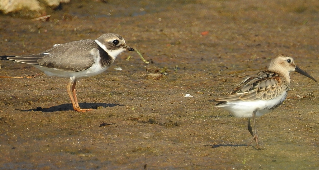 Sieweczka obrożna, lądowiec (Charadrius hiaticula) i biegus zmienny (Calidris alpina)