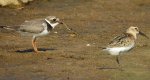 Sieweczka obrożna, lądowiec (Charadrius hiaticula) i biegus zmienny (Calidris alpina)