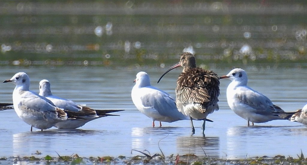 Kulik wielki (Numenius arquata)