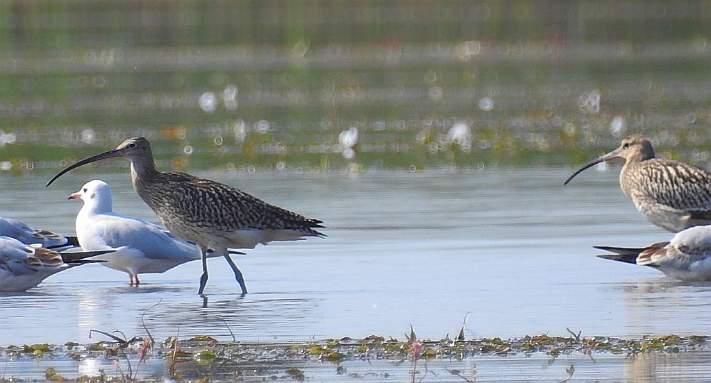 Kulik wielki (Numenius arquata)