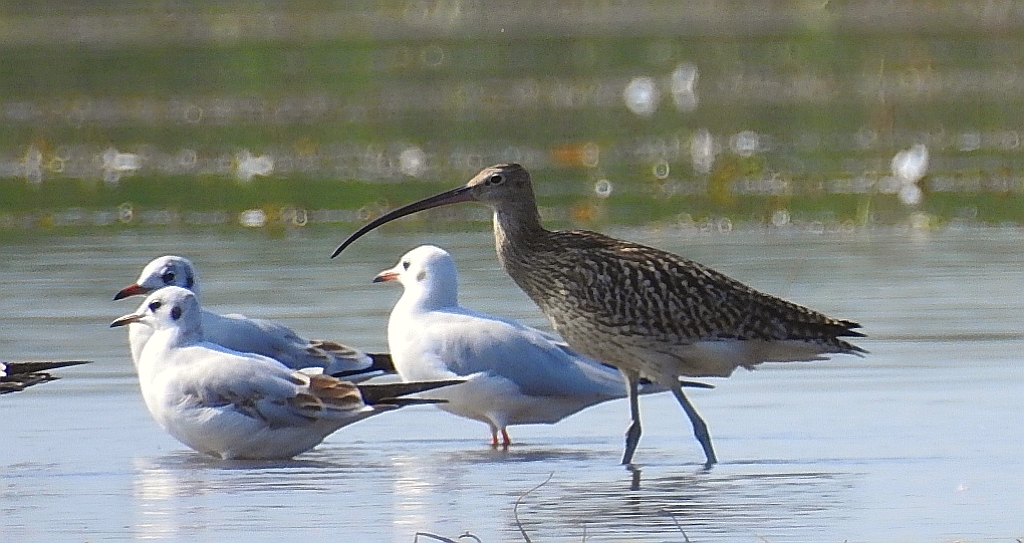 Kulik wielki (Numenius arquata)