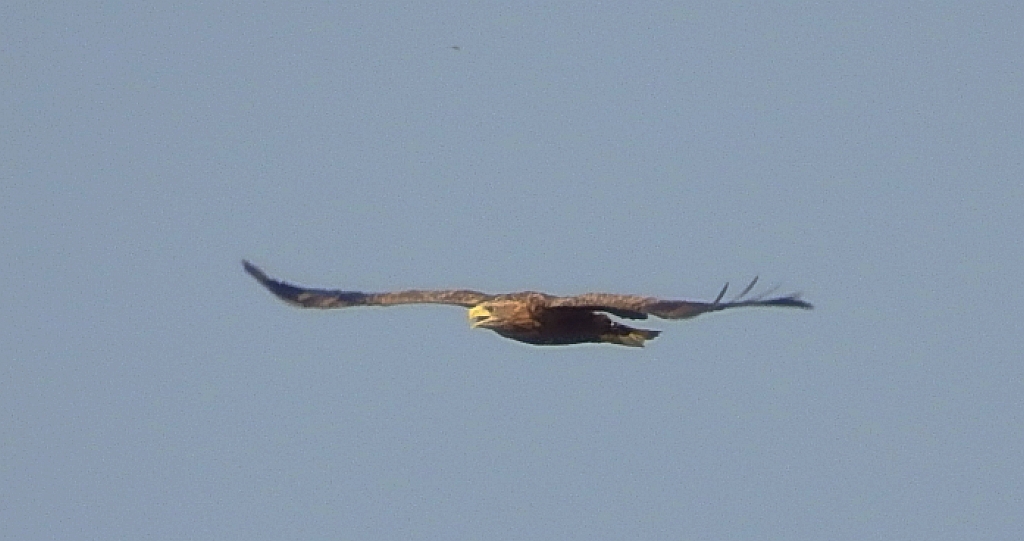 Bielik zwyczajny, bielik (Haliaeetus albicilla)
