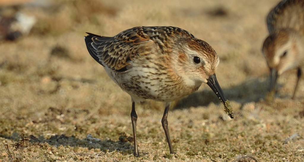 Biegus zmienny (Calidris alpina)
