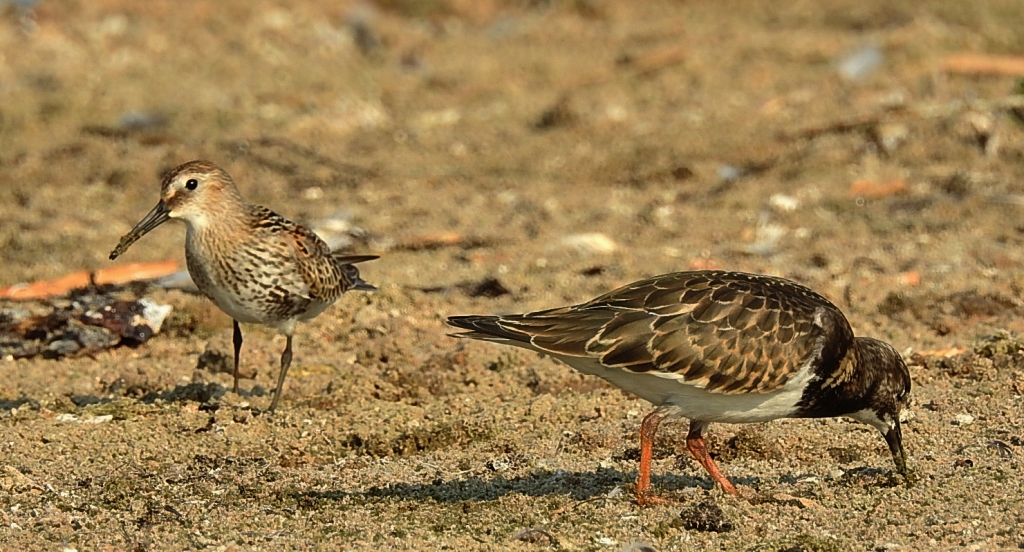 Kamusznik zwyczajny, kamusznik (Arenaria interpres)