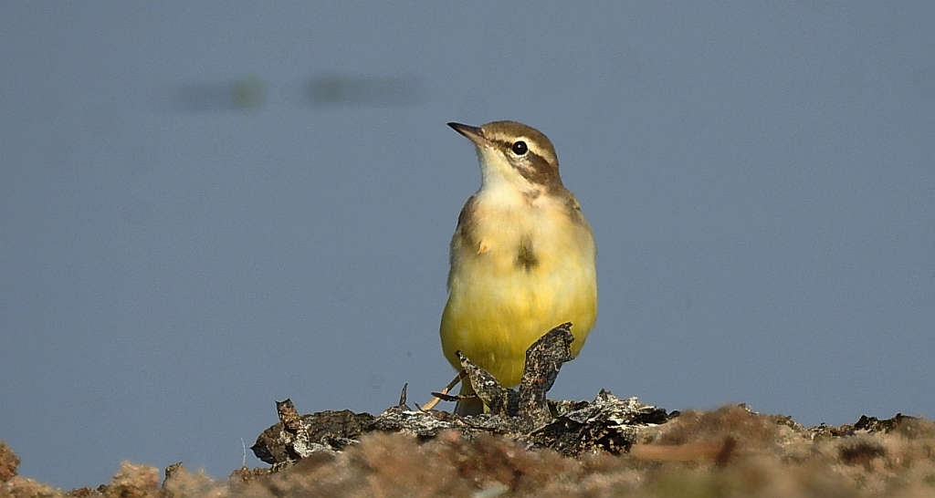 Pliszka żółta, wolarka (Motacilla flava)