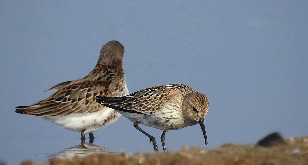 Biegus zmienny (Calidris alpina)