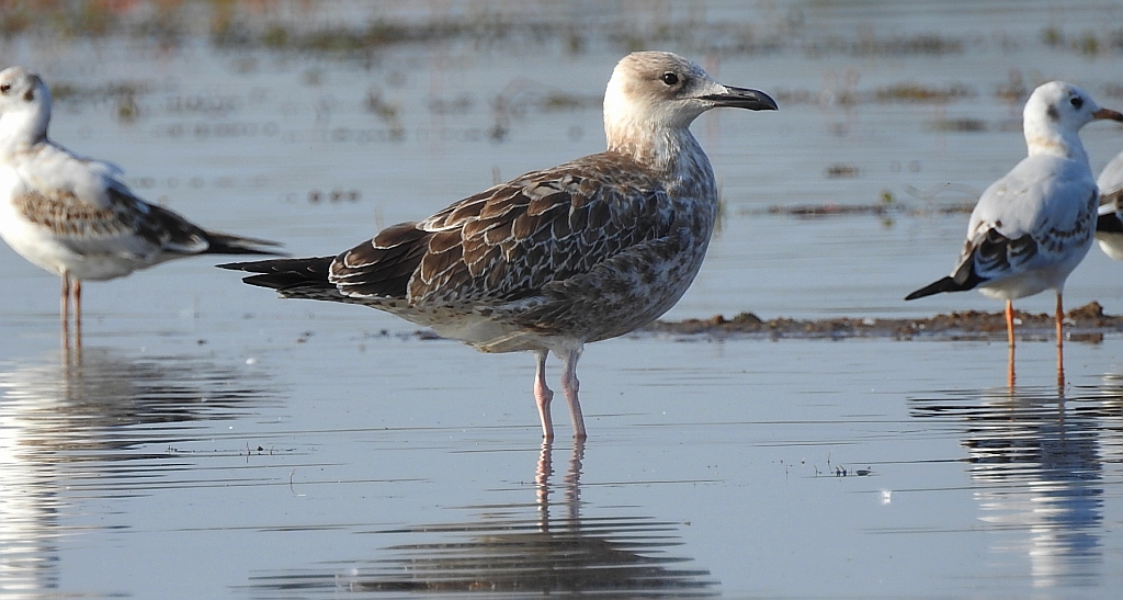Mewa siodłata (Larus marinus)