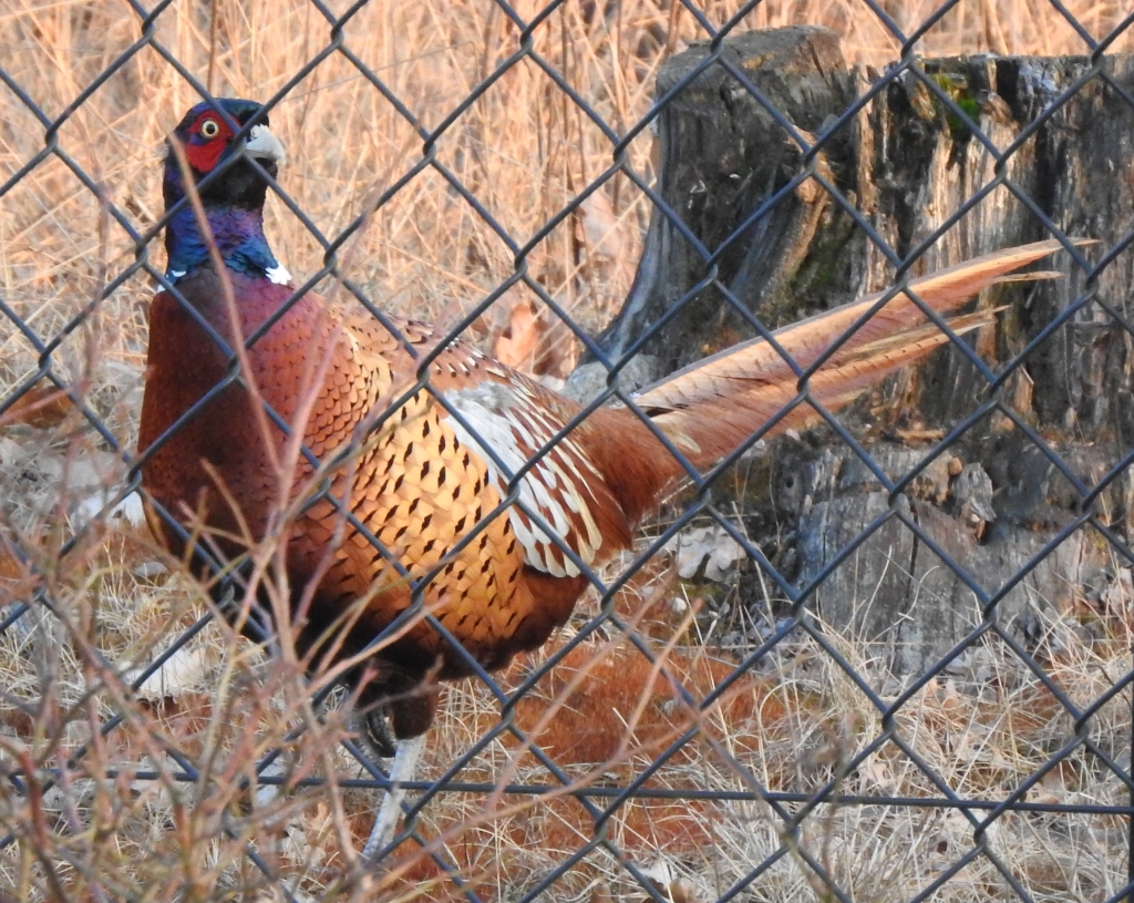 Bażant zwyczajny (Phasianus colchicus)