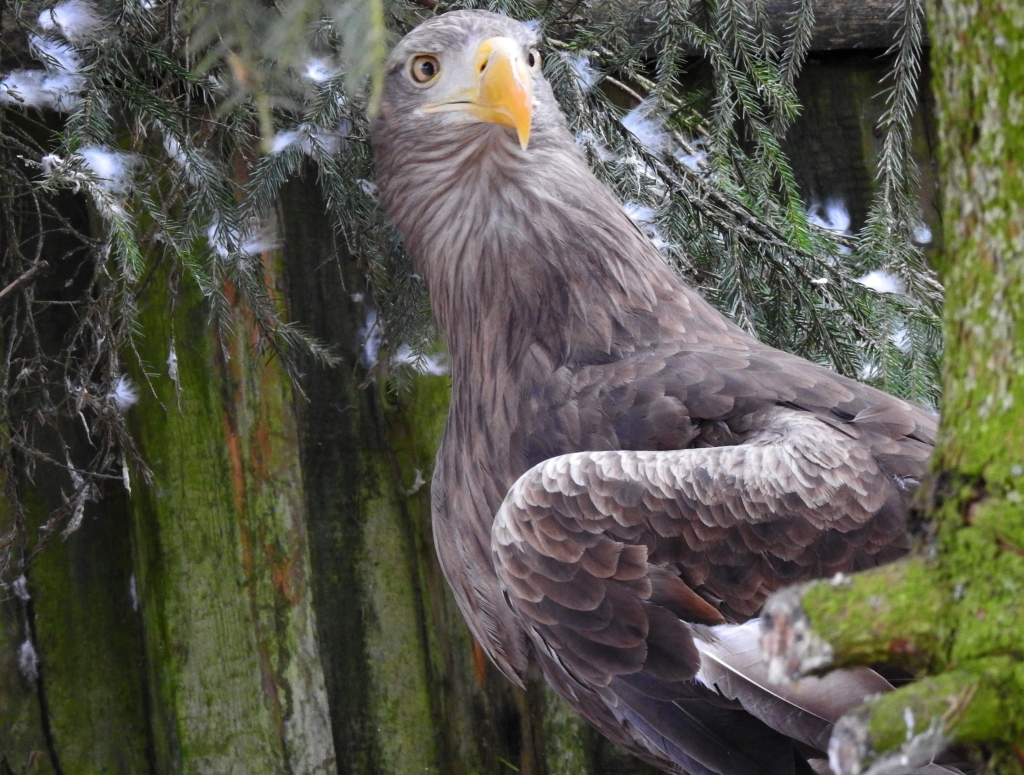Bielik, orzeł bielik, bielik zwyczajny, birkut (Haliaeetus albicilla)