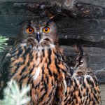Puchacz zwyczajny, puchacz (Bubo bubo)