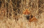 Lis rudy, lis pospolity (Vulpes vulpes)