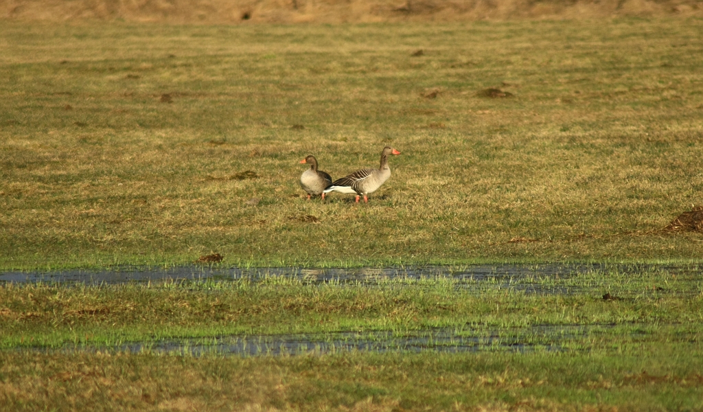 Gęgawa, gęś gęgawa (Anser anser)