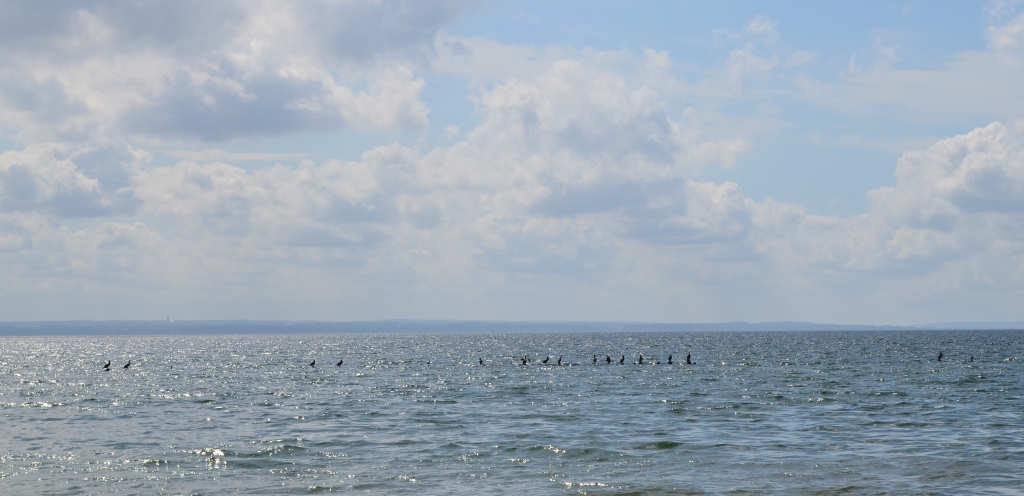 Kormoran zwyczajny, kormoran czarny (Phalacrocorax carbo)