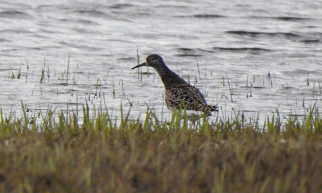 Batalion, bojownik batalion, biegus bojownik, bojownik zmienny (Calidris pugnax)