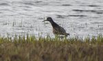 Batalion, bojownik batalion, biegus bojownik, bojownik zmienny (Calidris pugnax)