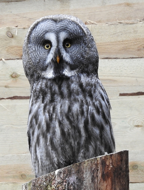 Puszczyk mszarny, sowa mszarna (Strix nebulosa)