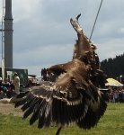 Orzeł stepowy (Aquila nipalensis)