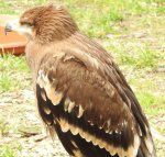 Orzeł stepowy (Aquila nipalensis)
