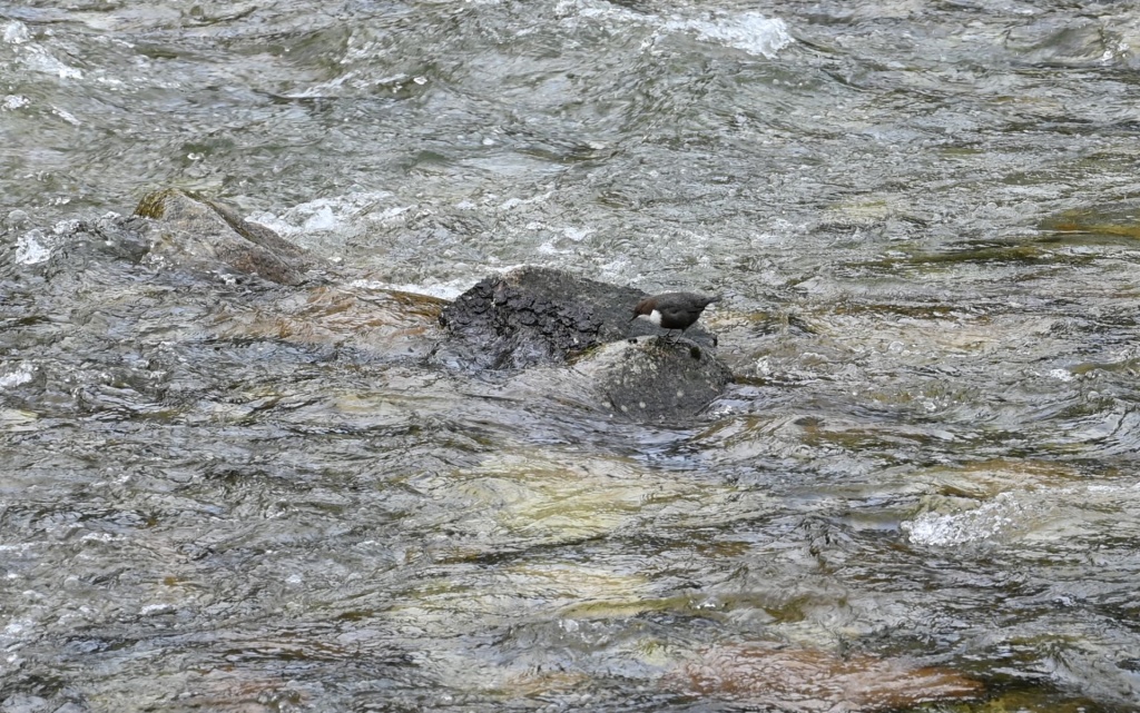 Pluszcz (Cinclus cinclus)
