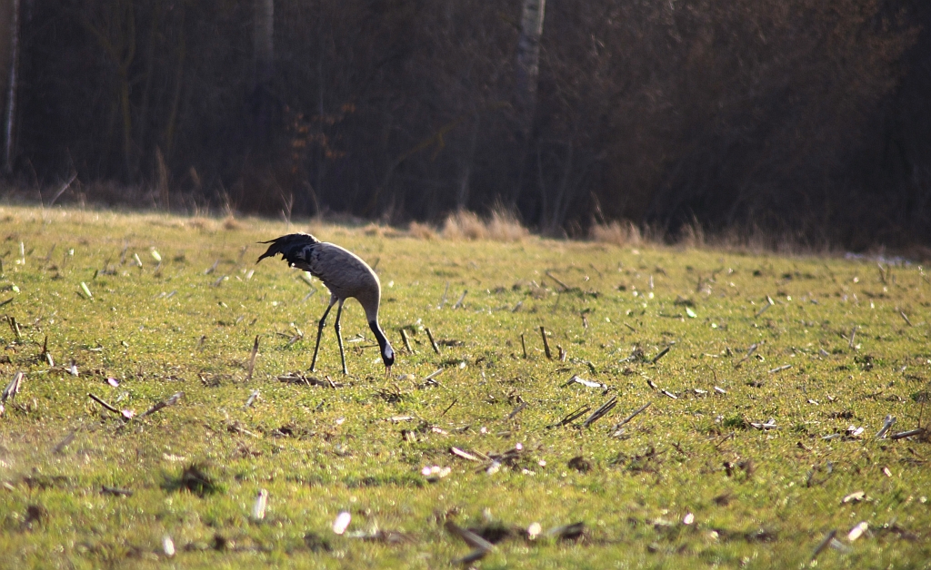 Żuraw zwyczajny, żuraw, żuraw popielaty, żuraw szary (Grus grus)