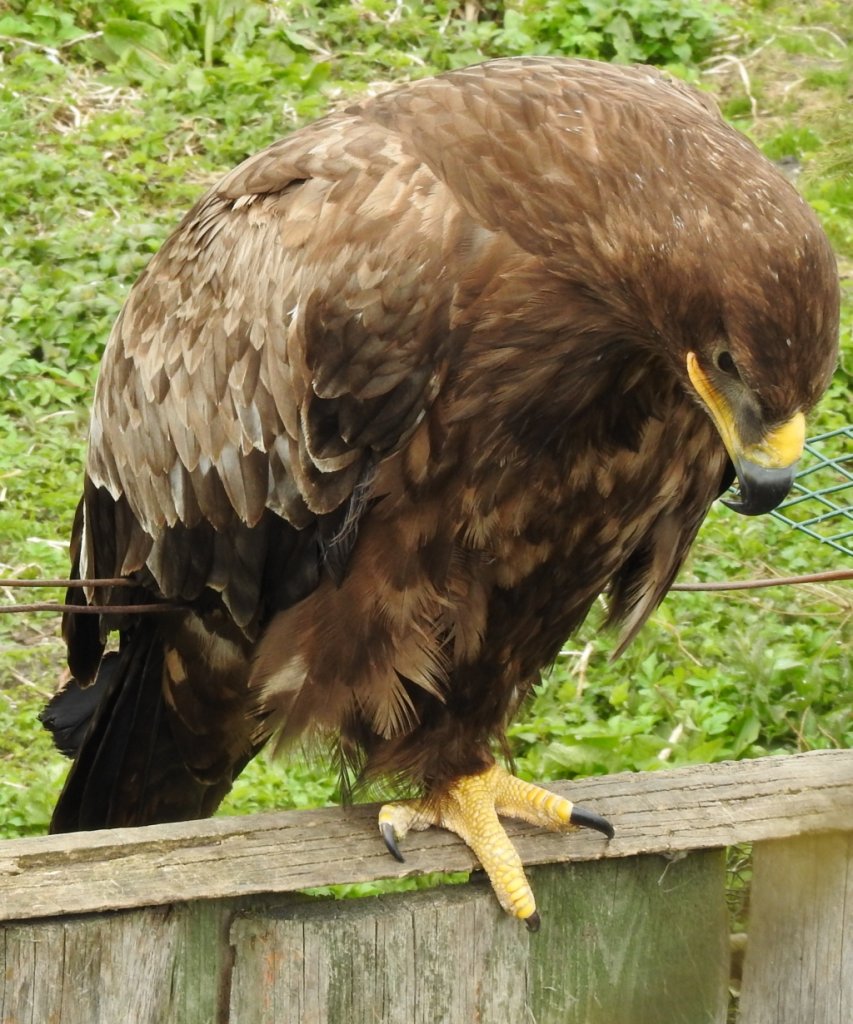 Orzeł stepowy (Aquila nipalensis)