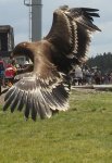 Orzeł stepowy (Aquila nipalensis)