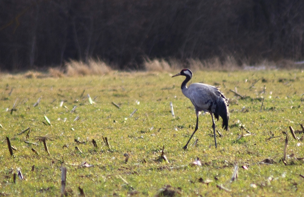 Żuraw zwyczajny, żuraw, żuraw popielaty, żuraw szary (Grus grus)