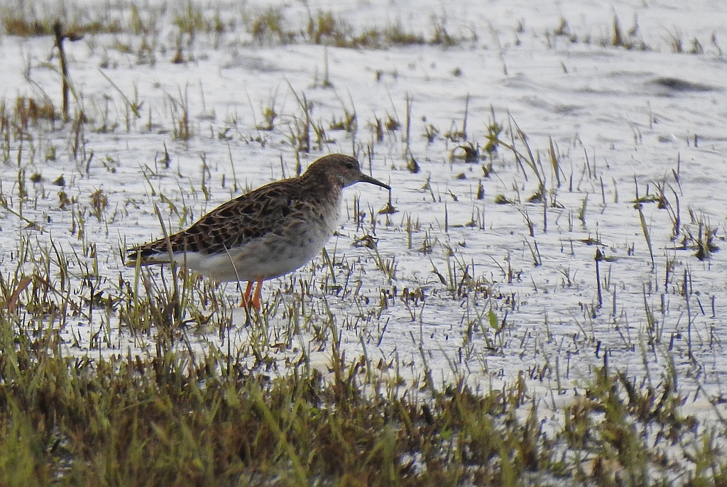 Batalion, bojownik batalion, biegus bojownik, bojownik zmienny (Calidris pugnax)