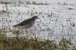 Batalion, bojownik batalion, biegus bojownik, bojownik zmienny (Calidris pugnax)