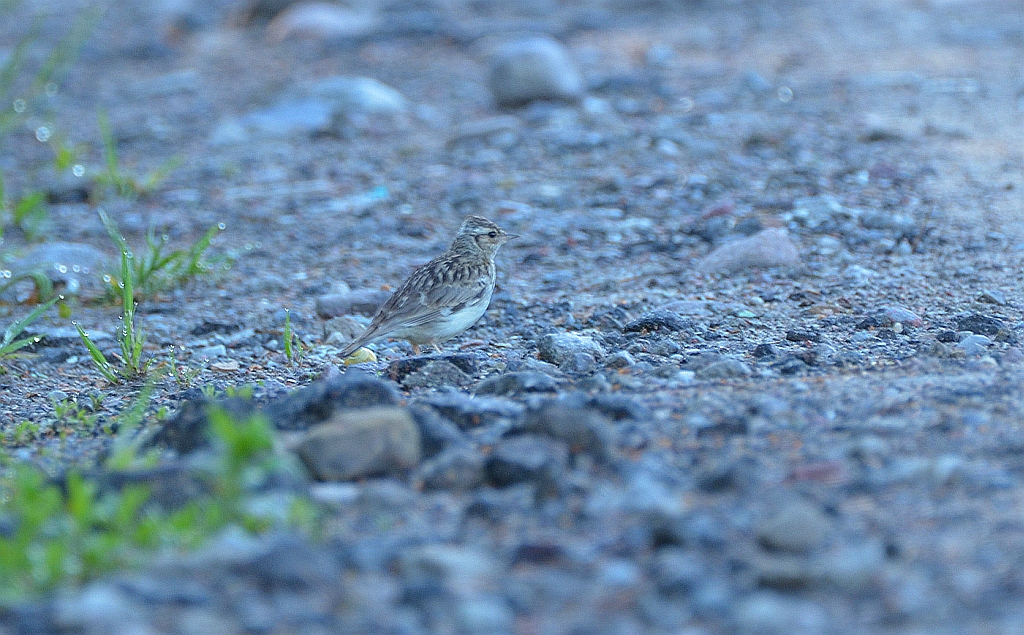 Skowronek zwyczajny, skowronek polny, skowronek, rolak (Alauda arvensis)