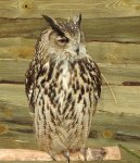 Puchacz zwyczajny, puchacz (Bubo bubo)