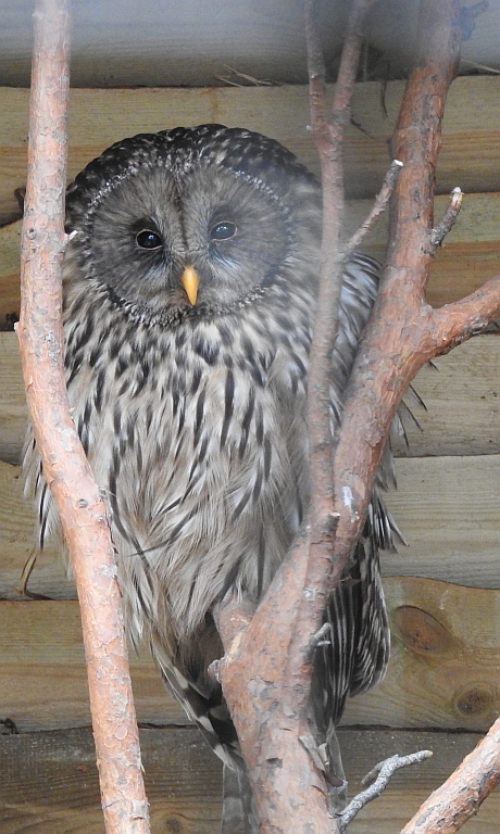 Puszczyk uralski, sowa uralska (Strix uralensis)