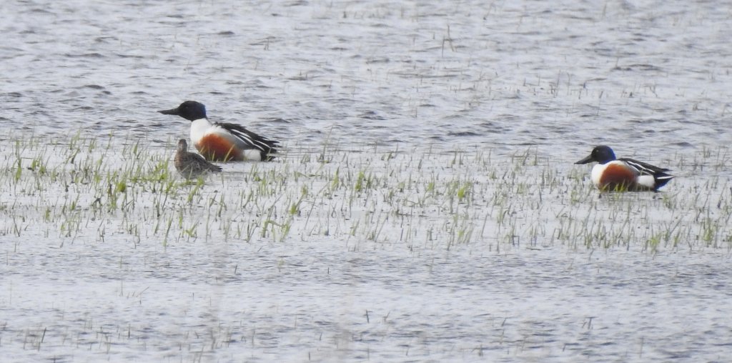 Płaskonos zwyczajny, płaskonos (Spatula clypeata)