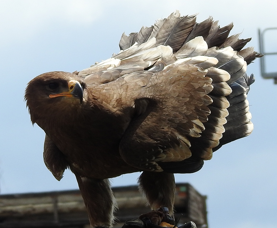 Orzeł stepowy (Aquila nipalensis)