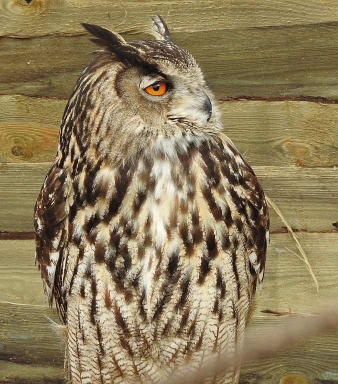 Puchacz zwyczajny, puchacz (Bubo bubo)
