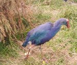 Modrzyk zwyczajny (Porphyrio porphyrio)