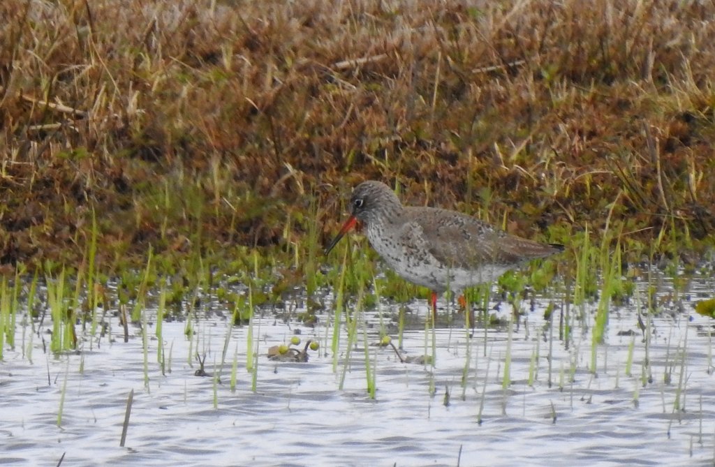 Krwawodziób, brodziec krwawodzioby (Tringa totanus)