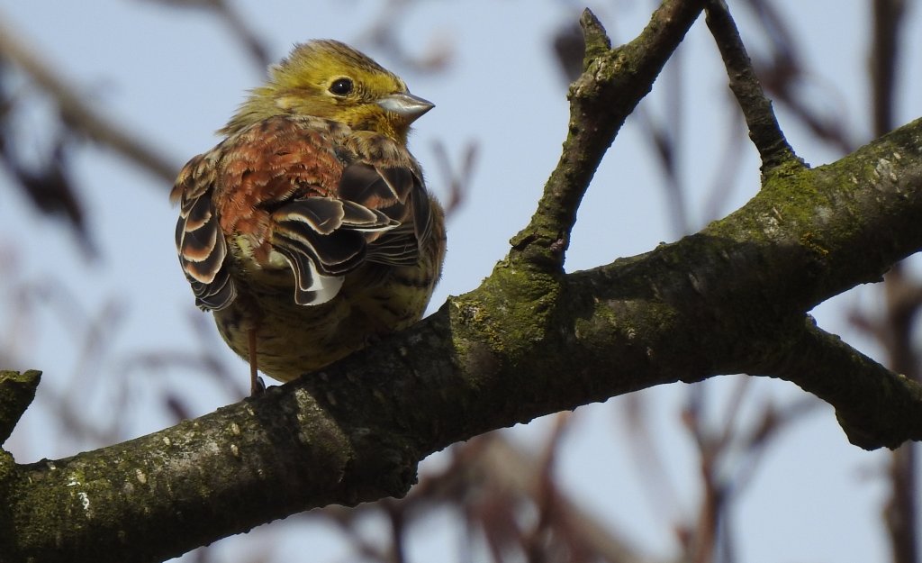 Trznadel (Emberiza citrinella)