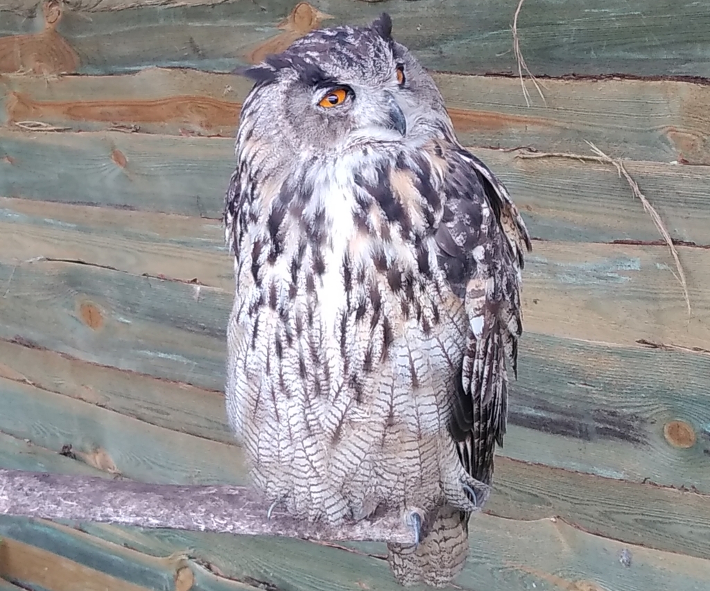 Puchacz zwyczajny, puchacz (Bubo bubo)