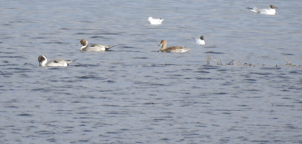 Rożeniec zwyczajny, rożeniec (Anas acuta)