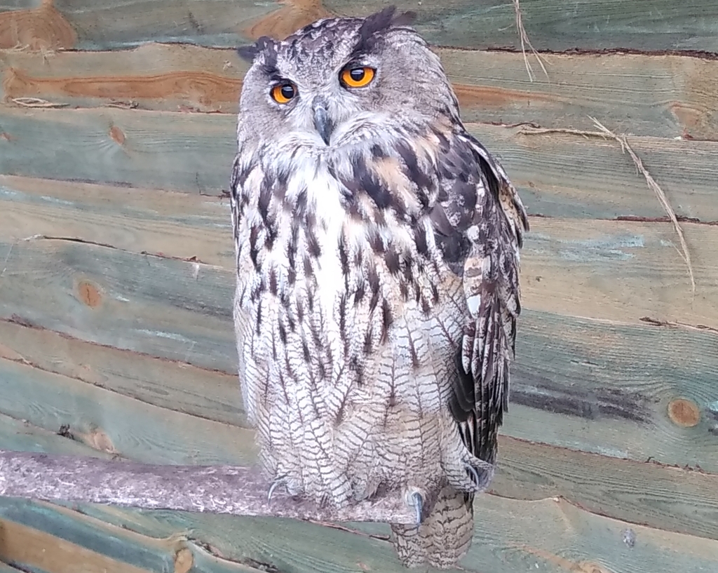 Puchacz zwyczajny, puchacz (Bubo bubo)