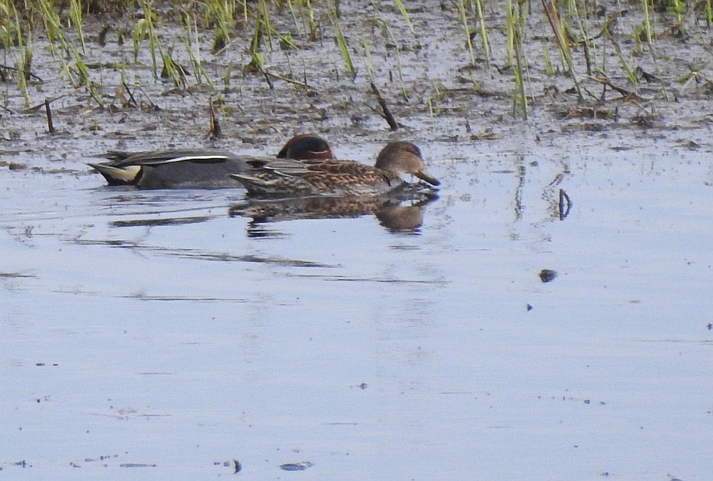 Cyraneczka zwyczajna, cyraneczka (Anas crecca)