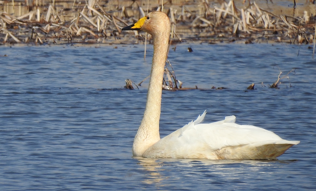 Łabędź krzykliwy (Cygnus cygnus)