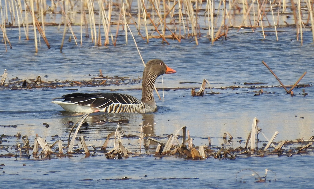 Gęgawa, gęś gęgawa (Anser anser)