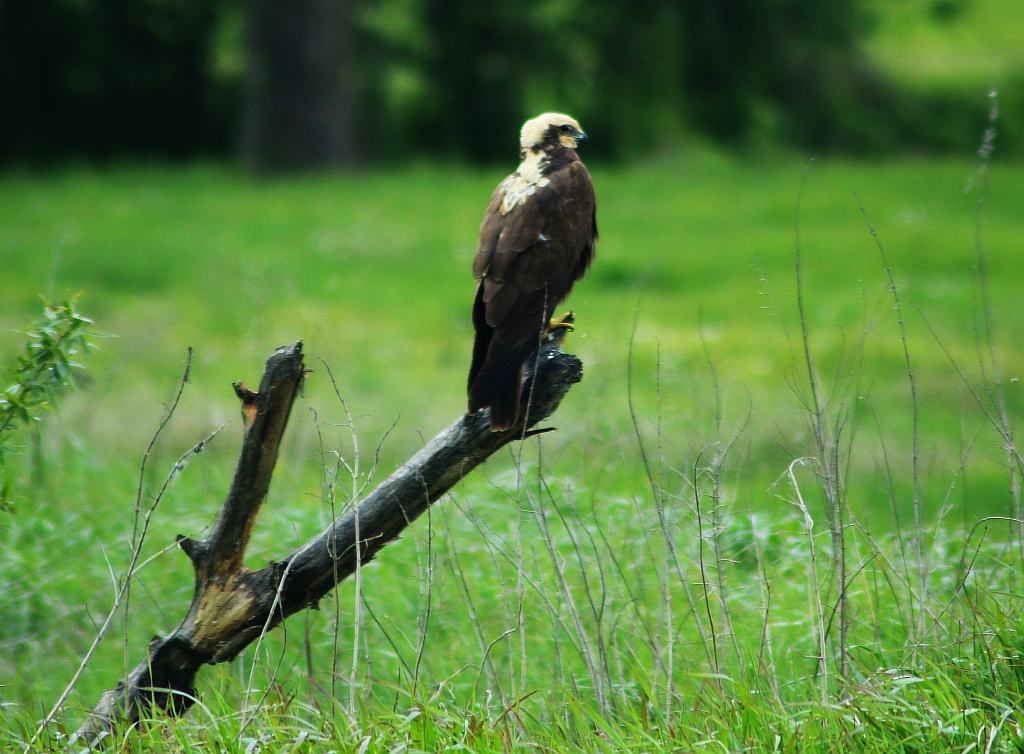 Błotniak stawowy (Circus aeruginosus)
