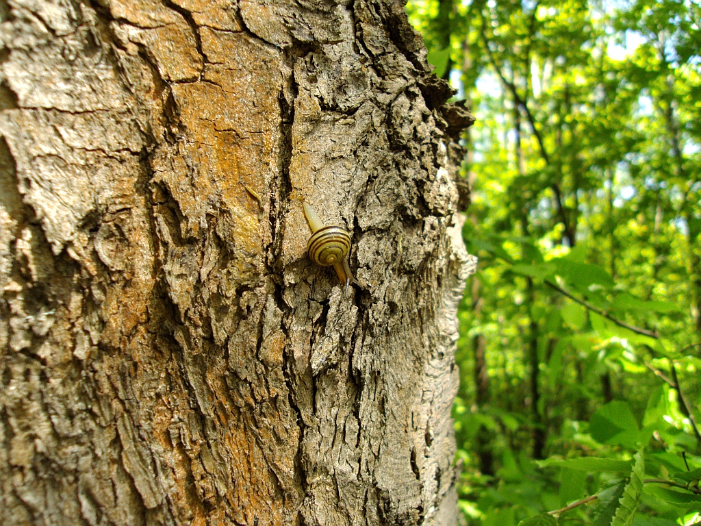 Wstężyk ogrodowy (Cepaea hortensis)