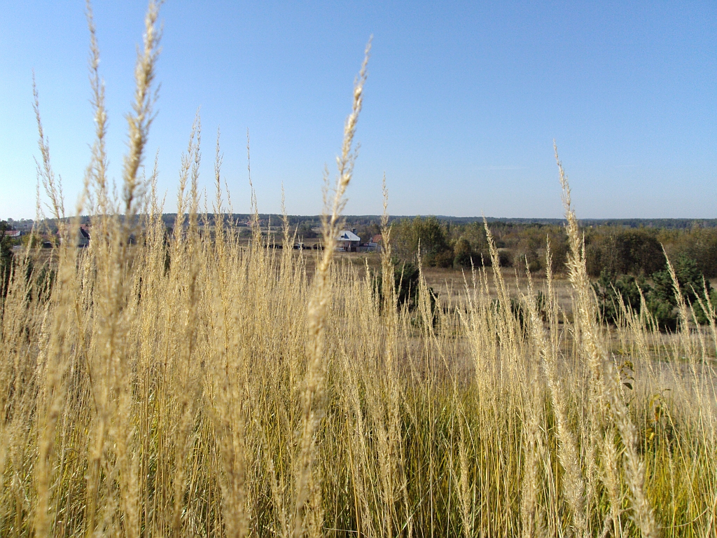 Widok z Lisiej Góry