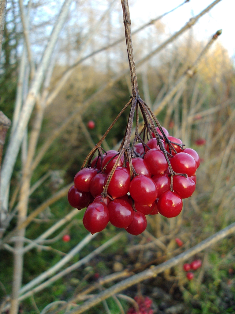 Kalina koralowa (Viburnum opulus L.)